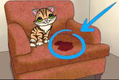 Eliminer odeur pipi de chat sur canapé - Nettoyage canapés à domicile